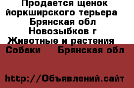 Продается щенок йоркширского терьера  - Брянская обл., Новозыбков г. Животные и растения » Собаки   . Брянская обл.